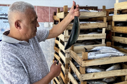 Sinop'ta balıkçıların ağlarına 2 bin kasa palamut takıldı