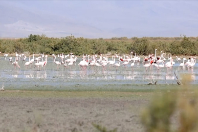 Konya'da flamingo yavruları göç yolculuğuna hazırlanıyor