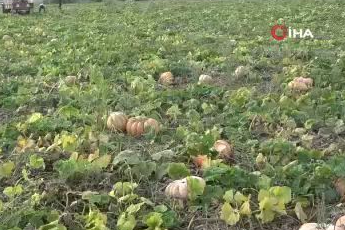 Su kısıtlaması bal kabağı rekoltesini yarı yarıya düşürdü