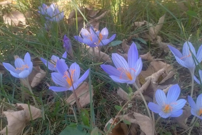 Tokat'ın yüksek kesimleri vargit çiçekleriyle süslendi