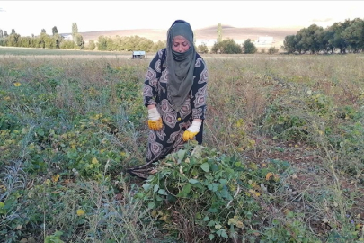 Erzurum'un tescilli Hınıs fasulyesinin hasadına başlandı