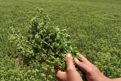 Kekik üretimiyle tarımsal çeşitliliğin arttırılması hedefleniyor