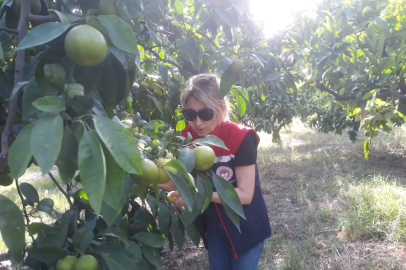 Hasat öncesi zeytin bahçeleri kontrol edildi