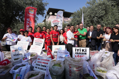 Lösemili çocuklar için zeytin hasadı yapıldı