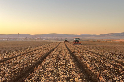 Tomarza'da patates hasadı devam ediyor