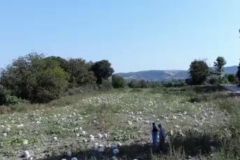 25 yıl önce deneme amaçlı ektiler, şimdi 40 şehre satıyorlar