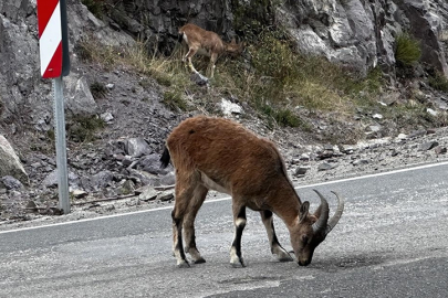 Giresun'da kara yolunda yaban keçileri görüntülendi