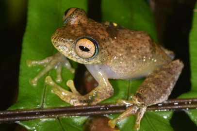 Madagaskar'da 7 yeni kurbağa türü keşfedildi