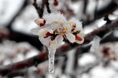 Meteoroloji'den birçok bölge için zirai don uyarısı