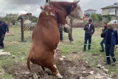 Çukura düşen inek vinç yardımıyla kurtarıldı