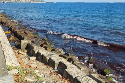 Marmara kıyıları kızıl yosunlarla kaplandı