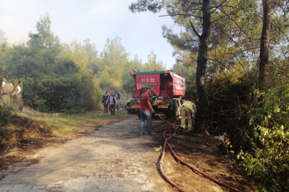 Osmaniye'de orman yangını