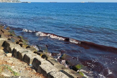 Tekirdağ'da kızıl alarm: Yosunlar sahili sardı