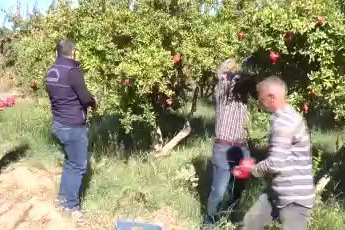 Gaziantep'te çiftçiler nar hasadına hazırlanıyor