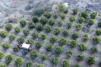 İnhisar'ın ünlü 'Deve dişi' narında bu yıl verim yüksek