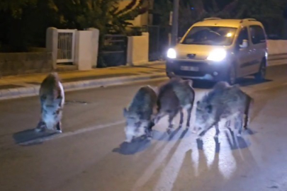 Marmaris'te yaban domuzları şehir merkezine indi: o anlar kameralarla görüntülendi