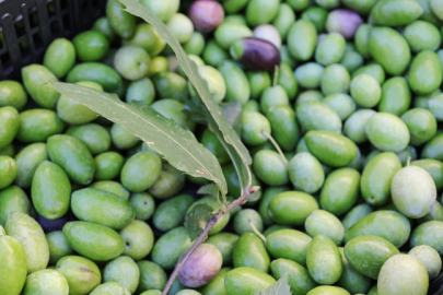 Bursa’da zeytin üreticisine darbe vuruldu