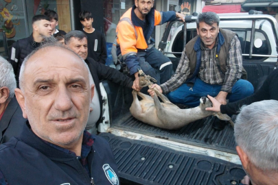 Dereye düşen karacayı vatandaşlar kurtardı