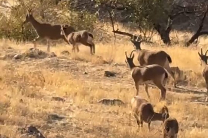 Elazığ'da nesli tükenmekte olan dağ keçileri göründü