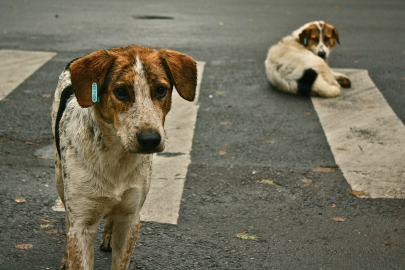 Nilüferliler başıboş sokak köpeklerine isyan ediyor: Belediye nerede?