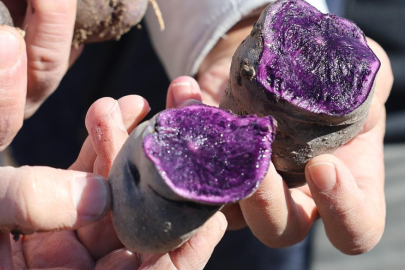 Pasinler Ovası'nın yeni ürünü mor patates oldu