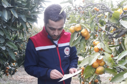 Söke'de ekipler bahçeleri kontrol etti