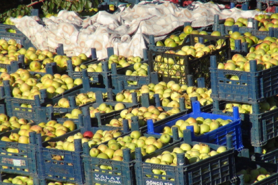 Devletten aldığı destekle kurduğu bahçede 200 ton elma üretti