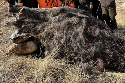 Elazığ’da avcılar 300 kiloluk domuz yakaladı