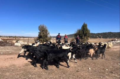 Mersin'de kayıp hayvanları jandarma buldu