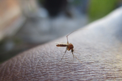 Sıtma, sarıhumma ve Zika ile mücadelede erkek sivrisineklerin duyma yetisini kaybetmesi etkili olabilir