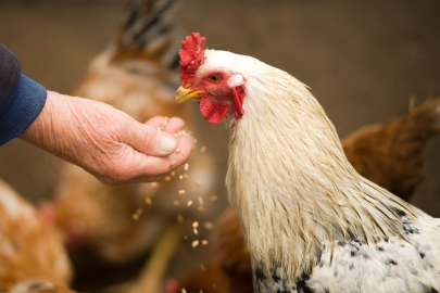 Kuş gribi paniği! Tavuklarınızın ibik, sakal ve bacaklarındaki mor renge  dikkat! - Herkes Duysun