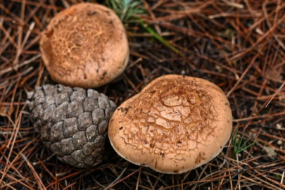 Uzmanı mantar zehirlenmelerine karşı uyardı