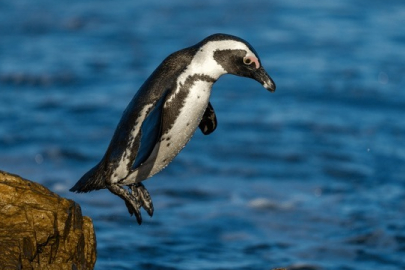 Afrika penguenlerinin soyu tükenebilir!