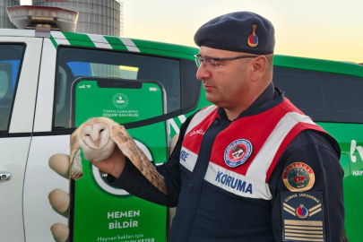 Bitkin halde bulunan peçeli baykuş tedavi altına alındı