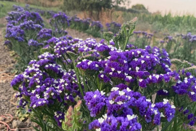 Çanakkale’nin süs bitkileri Avrupa’da tanıtıldı