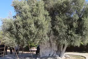 Mersin'de bin 300 yıllık zeytin ağacından hasat yapıldı