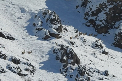 Munzur Dağlarında göç yoluna koyulan yaban keçileri görüntülendi