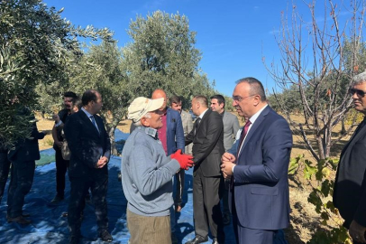 Tekirdağ'da zeytin hasadı etkinliği