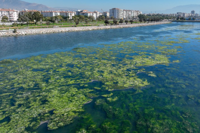 İzmir Körfezi'nde şimdi de yosun kirliliği yaşanıyor