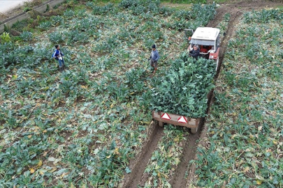 Bafra Ovası'nda 13 bin ton brokoli rekoltesi bekleniyor