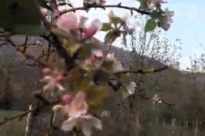 Karabük'te elma ağacı Kasım ayında ikinci kez çiçek açtı