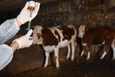 Aşılama dönemindeki artış, şap vakalarını yüzde 80 azalttı