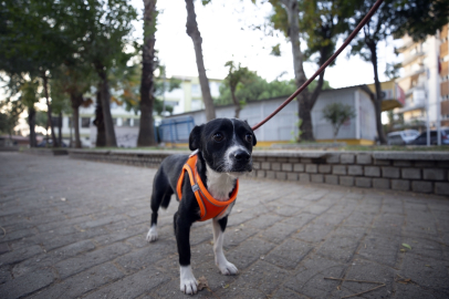 Felçli köpek, kök hücre nakliyle yürümeye başladı