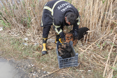 Hatay'da su borusuna sıkışan yavru köpekler kurtarıldı