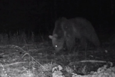 Bolu'daki yaban hayatı fotokapanlara yansıdı