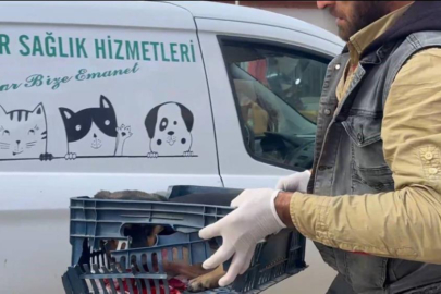 Bursa'da duyarsız sürücünün çarptığı köpeğe zabıta sahip çıktı