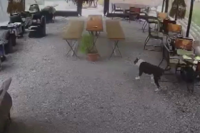 İstanbul'da başıboş pitbull dehşeti! Her yerde yaralı köpeğini arıyor