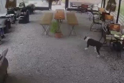 İstanbul'da başıboş pitbull dehşeti! Her yerde yaralı köpeğini arıyor