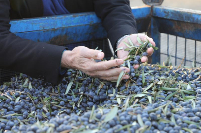  Mudanya Belediyesi kendi zeytin markasını kuruyor