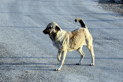 Başıboş sokak köpekleri 'beyaz kanser' tehlikesine yol açıyor